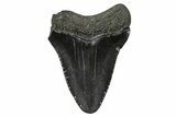 Juvenile Megalodon Tooth - South Carolina #375901-1